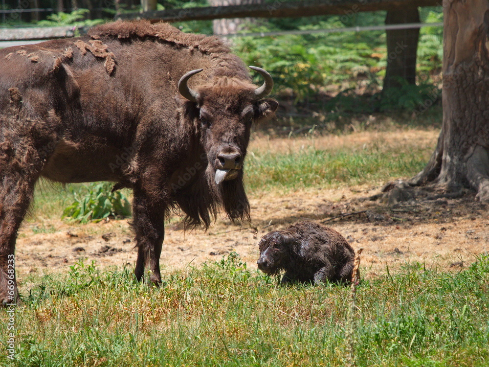 Wisent mit Kalb direkt nach Geburt -  European Bison with calf right after birth