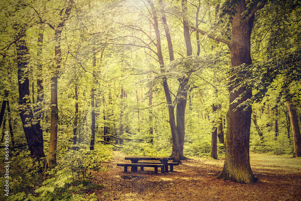 Picnic area in a forest, color toning applied.