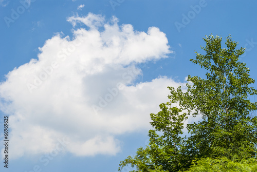 Tree   Cloud