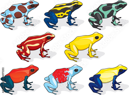 Poison Dart Frog
