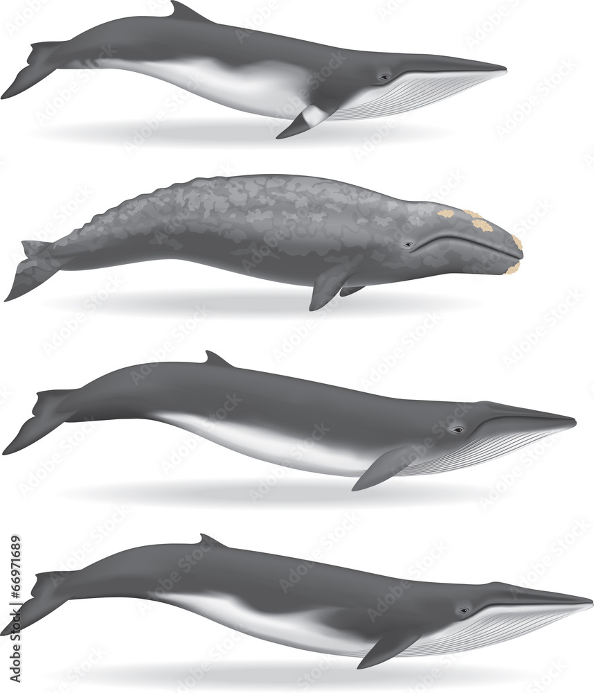 Obraz premium Whales