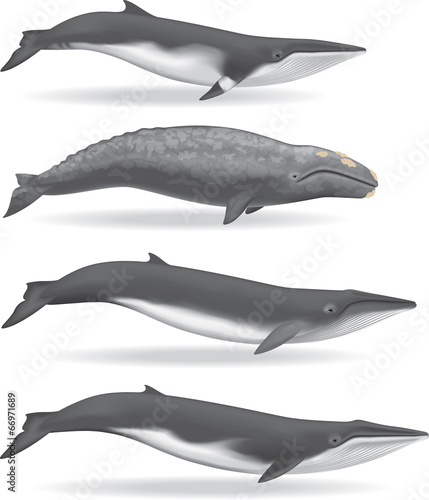 Whales