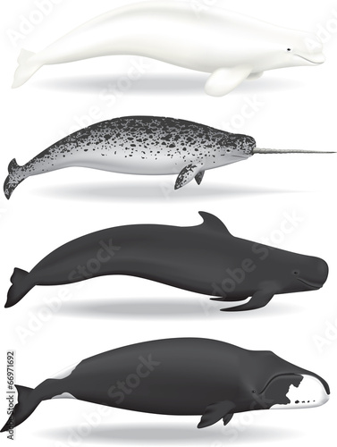 Whales