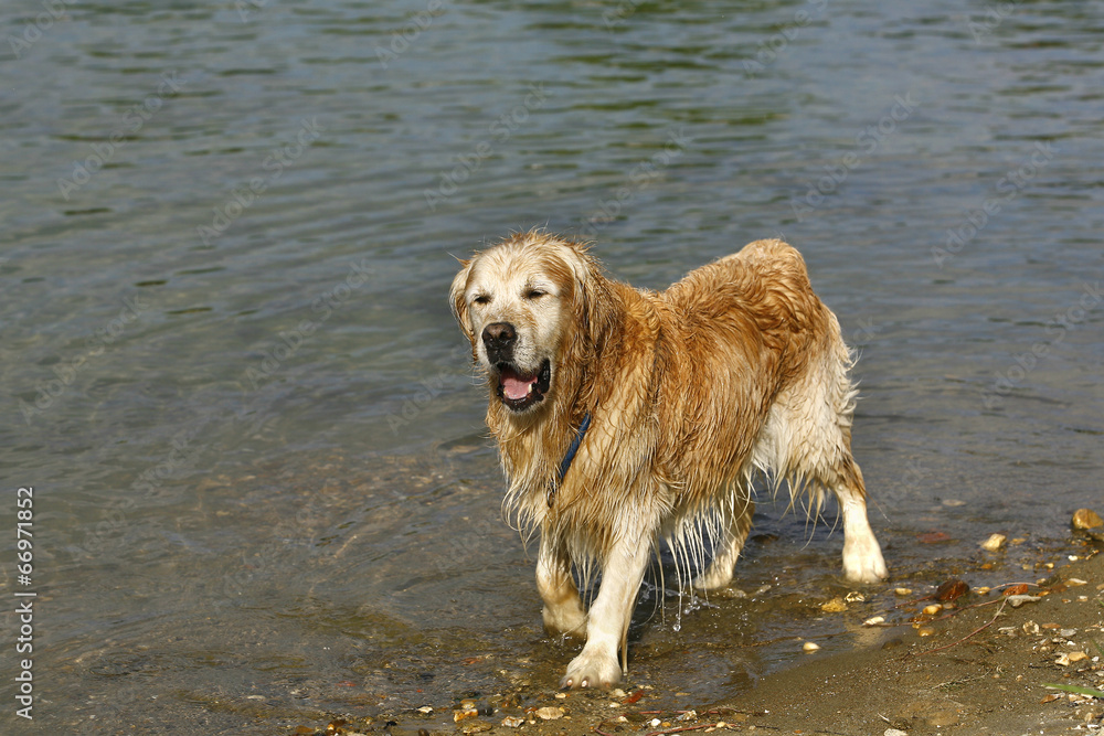 Golden retriever is playing in the water Golden retriever is playing in the water