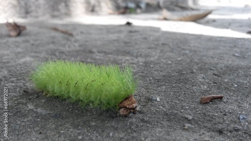 Gusano verde, sobre el asfalto. Insecto