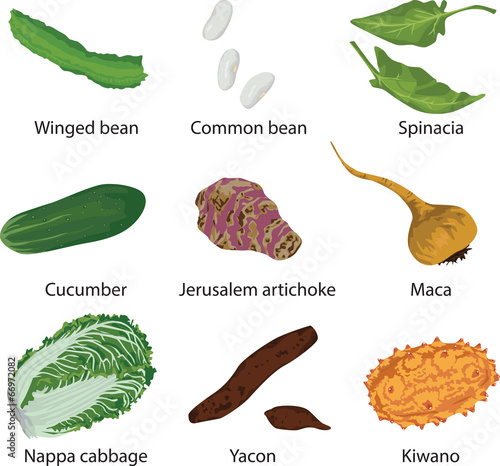 set of different vegetables