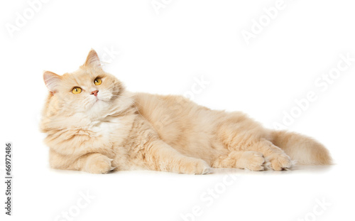 cute red cat isolated over white background