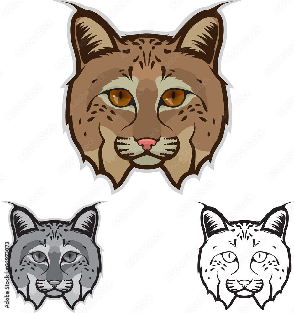 Fototapeta premium Bobcat Face