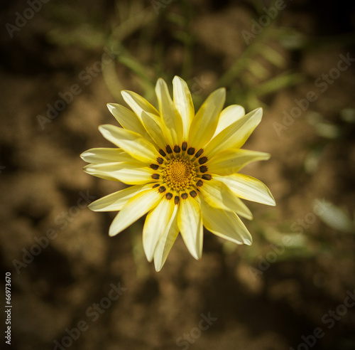 Fototapeta Naklejka Na Ścianę i Meble -  Yellow Daisy