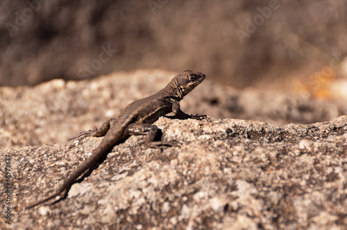 Lizard on Stone