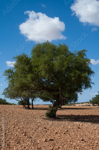 culture de l'argan