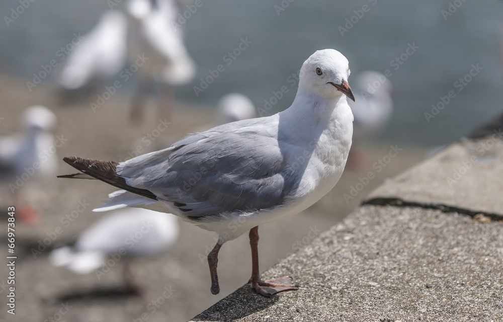 Fototapeta premium Seagull with only one foot in the village of Waitangi