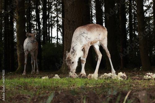 Renne sauvage ou reindeer