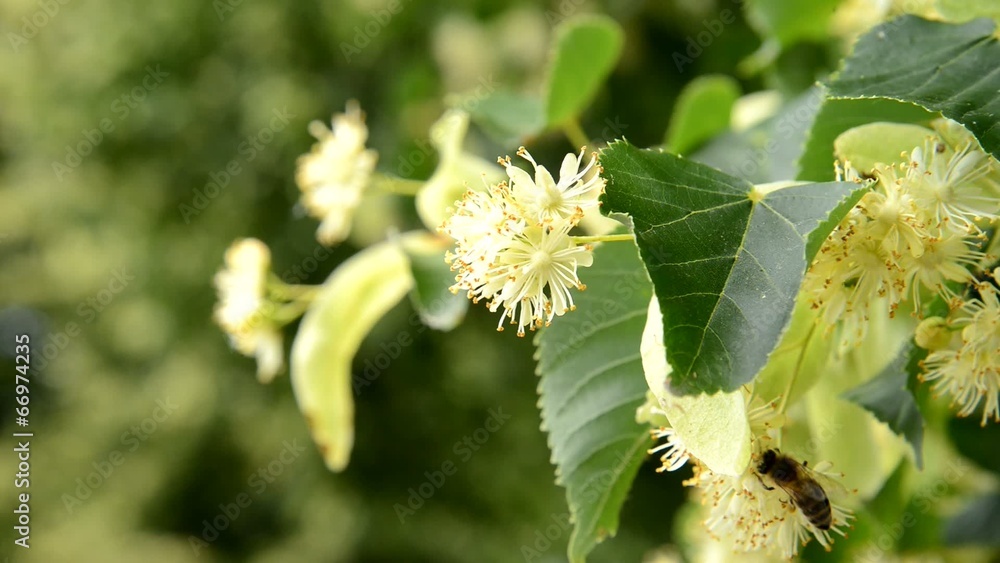 Blossoms Of Linden Tree With Bee,zoom out Blossoms Of Linden Tree With Bee,zoom out
