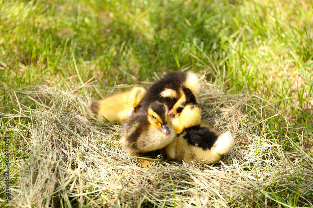 Obraz premium Little cute ducklings on hay, outdoors