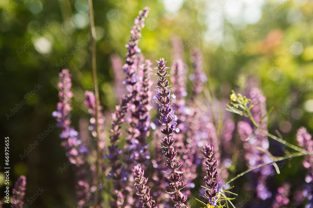 Obraz premium Lavender floral background