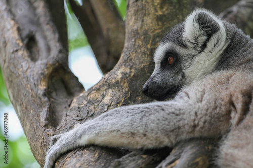 Fototapeta Naklejka Na Ścianę i Meble -  ring-tailed lemur (lemur catta)