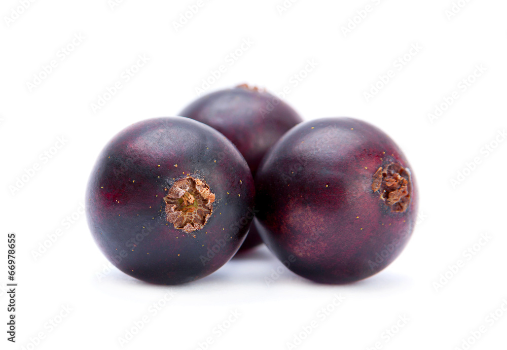 Black big currant Black big currant