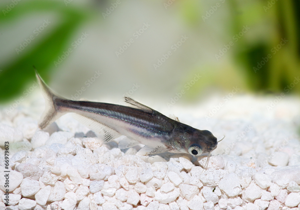 Naklejka premium Pangasius Catfish Pangasius hypophthalmus