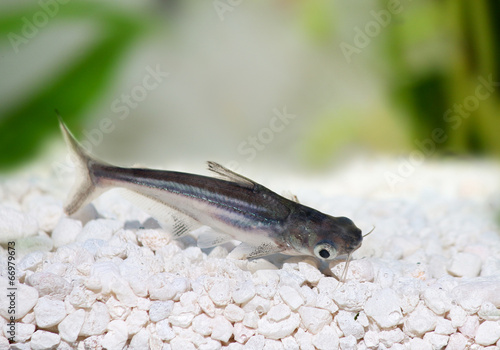 Pangasius Catfish Pangasius hypophthalmus