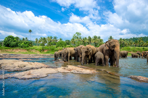 elephants in the beautiful river landscape