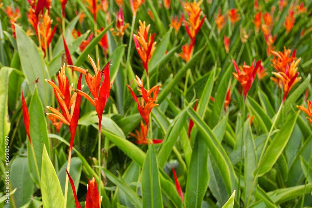 Field of red parakeet flowers