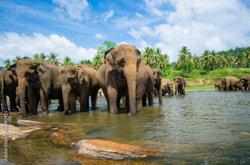 elephants in the river in srilanka photo