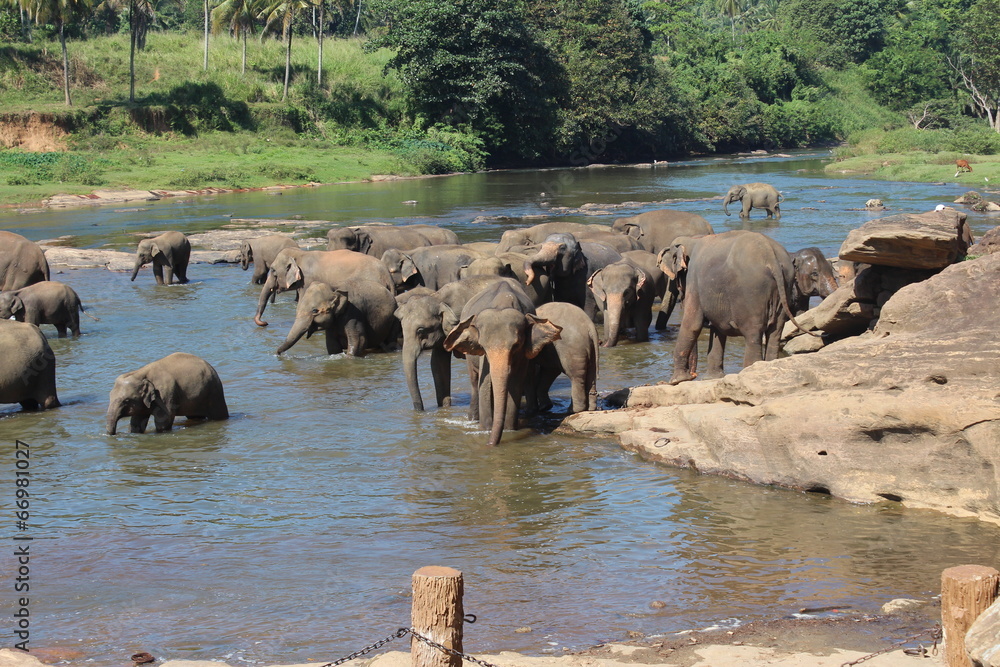 Elephants on a watering place. Pinnawela, Sri Lanka. Elephants on a watering place. Pinnawela, Sri Lanka.