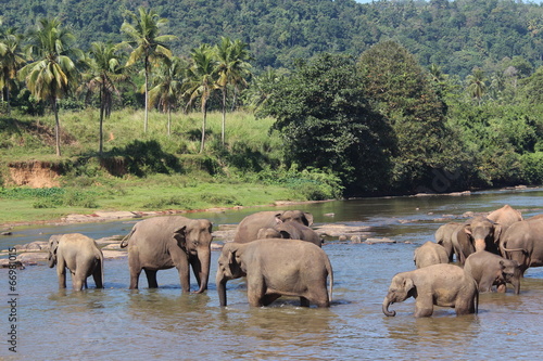 Elephants on a watering place. Pinnawela, Sri Lanka.