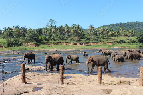 Elephants go on the watering place. Maha Oya river, Pinnawela. photo