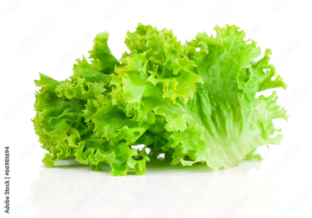 Lettuce. Salad leaves isolated on white background Lettuce. Salad leaves isolated on white background