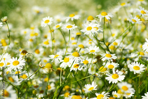 wild camomile