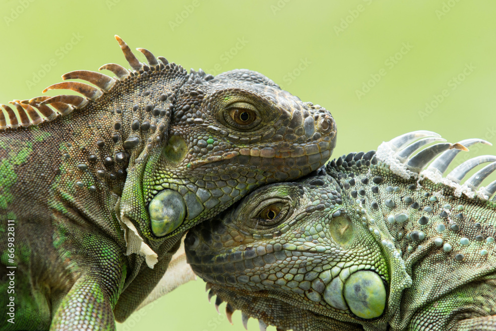 Obraz premium iguana