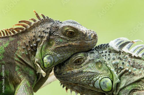 iguana photo