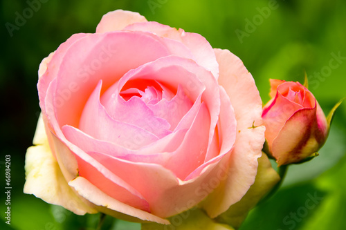 Rosenpaar0207a
