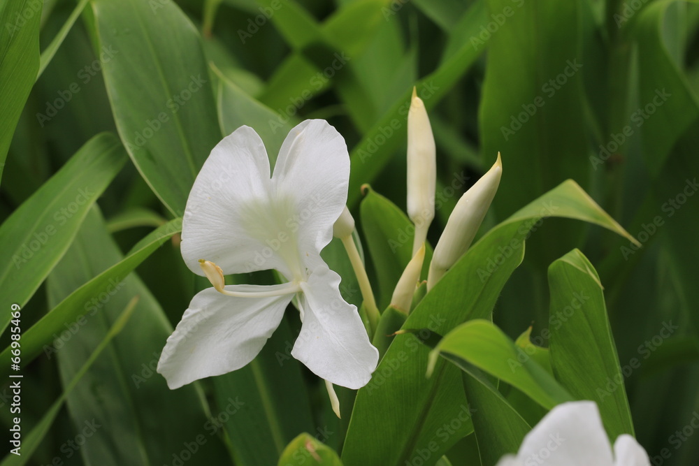 Fototapeta premium Ginger Lily flower and bud,Butterfly Ginger