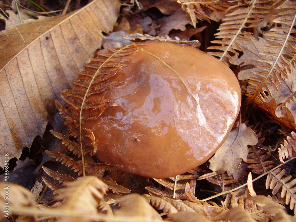 Slippery Jack Mushroom (Suillus Luteus) Stock Photo Adobe Stock