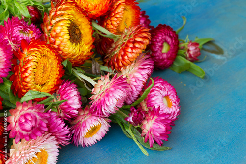 Fototapeta Naklejka Na Ścianę i Meble -  Bouquet of Everlasting flowers