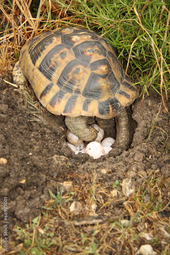 TORTUE QUI POND 2