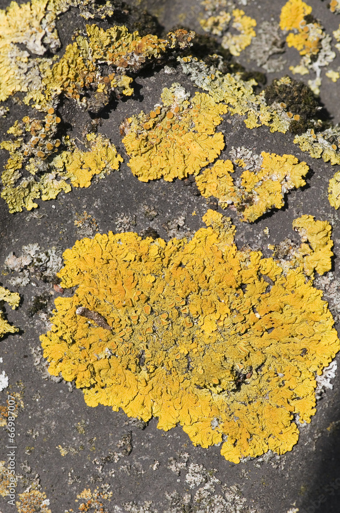 yellow lichen on roof shingle yellow lichen on roof shingle