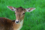 young spotted fallow deer