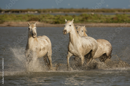 Camargue chargers