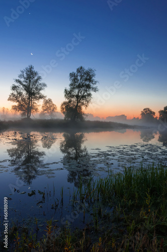 autumn landscape  trees in the mist at dawn