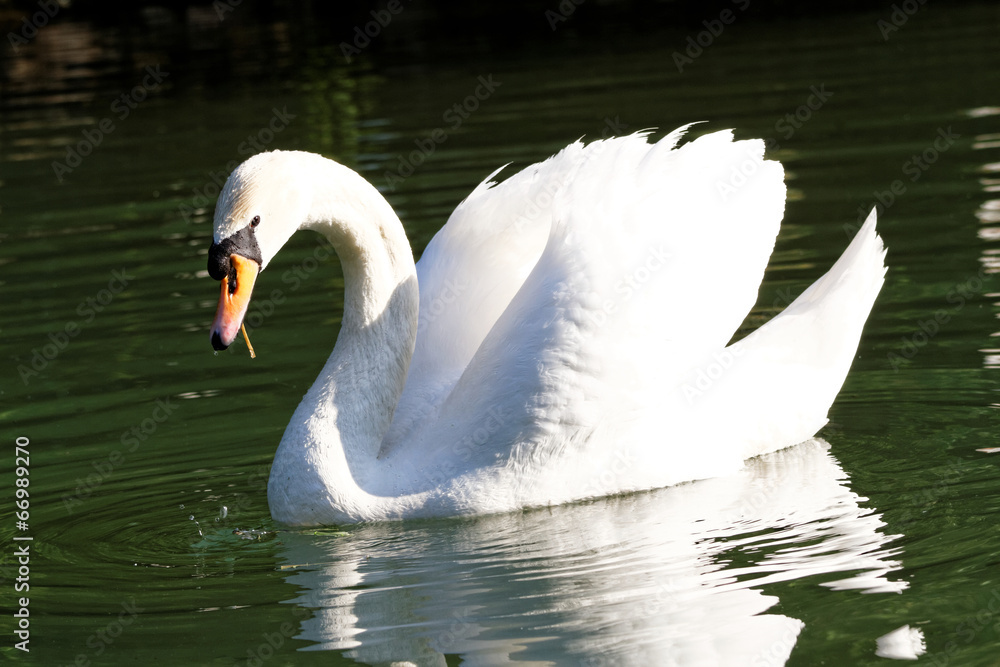 Naklejka premium Beautiful swan