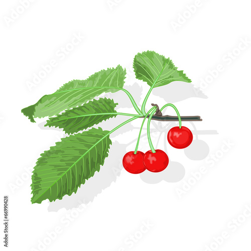 Cherry branch with leaves and berries vector illustration