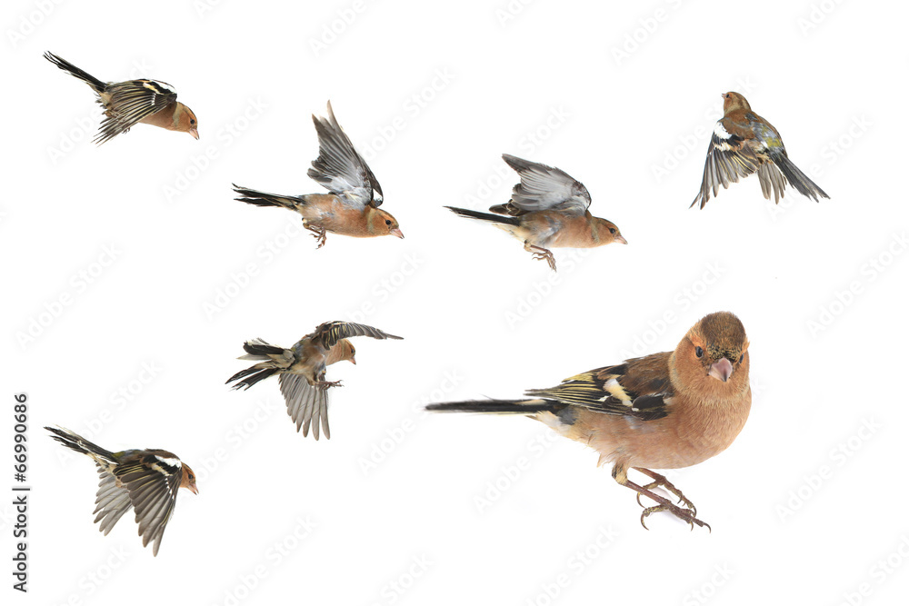 Fototapeta premium chaffinch