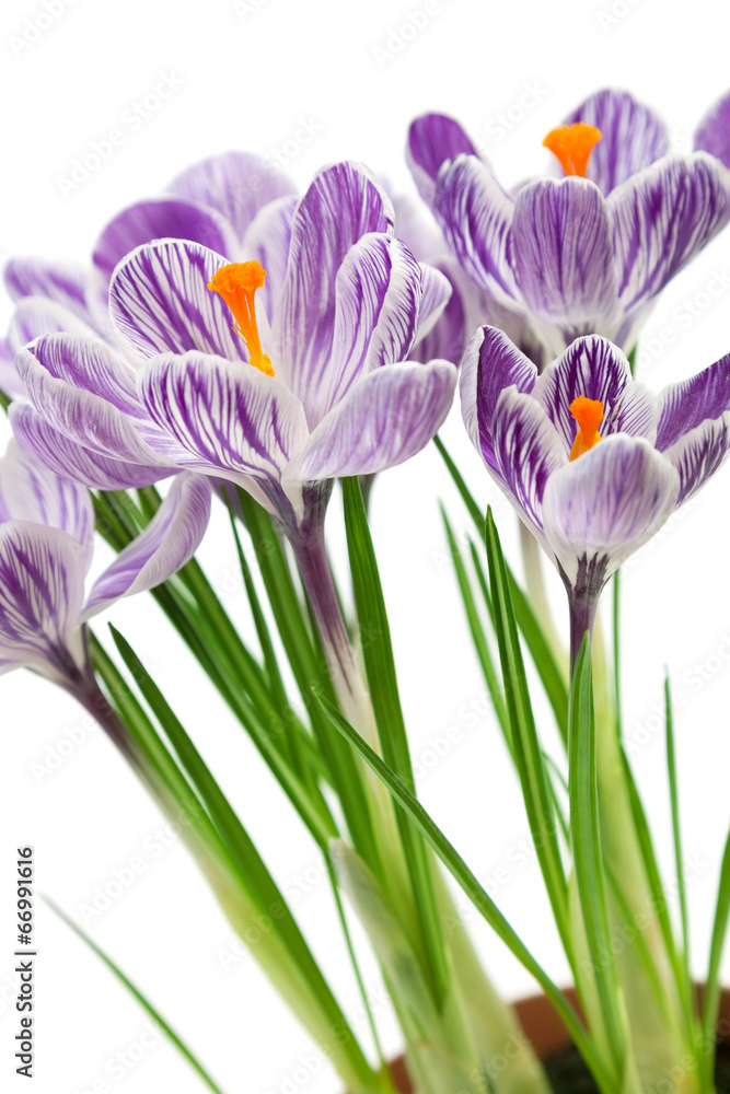Fototapeta premium Crocus flowers
