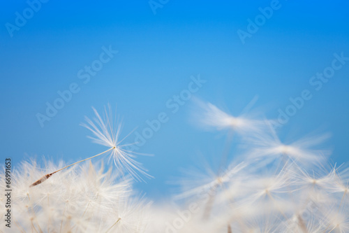 Dandelion fluff on a blue © Aleksey Sagitov