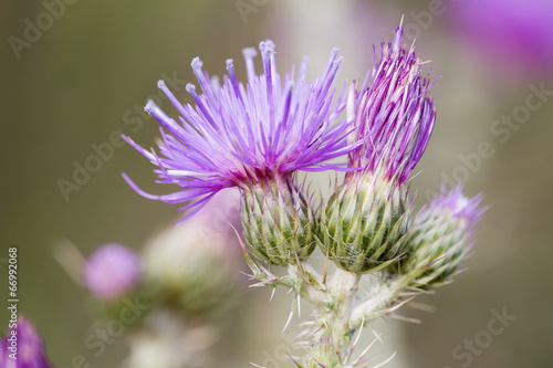 Papier peint Close-up of purple knapweed centaurea