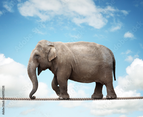 Quadro em tela Elephant on tightrope